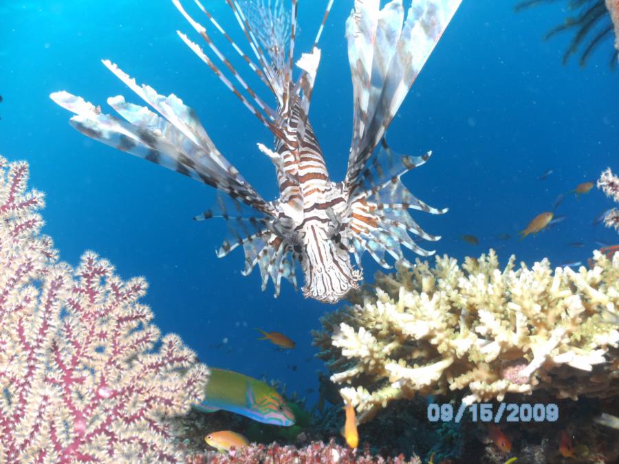 Lionfish in Fiji (where it belongs!)