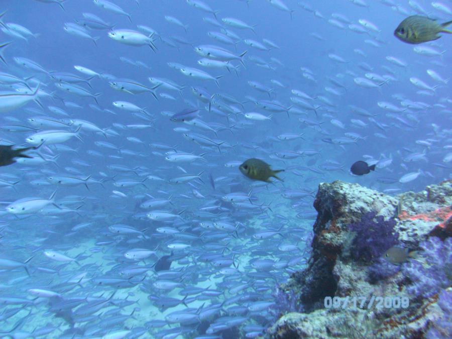 Rush hour on Fijian reef