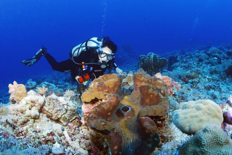 Giant Clam, Palau