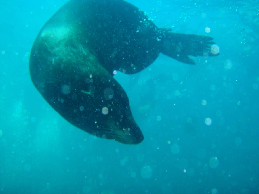 Bull Sealion, San Pedro Islan, Sea of Cortez