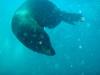 Bull Sealion, San Pedro Islan, Sea of Cortez