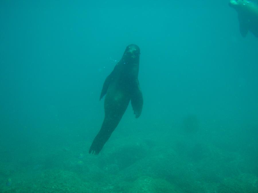 Sealion, Sea of Cortez