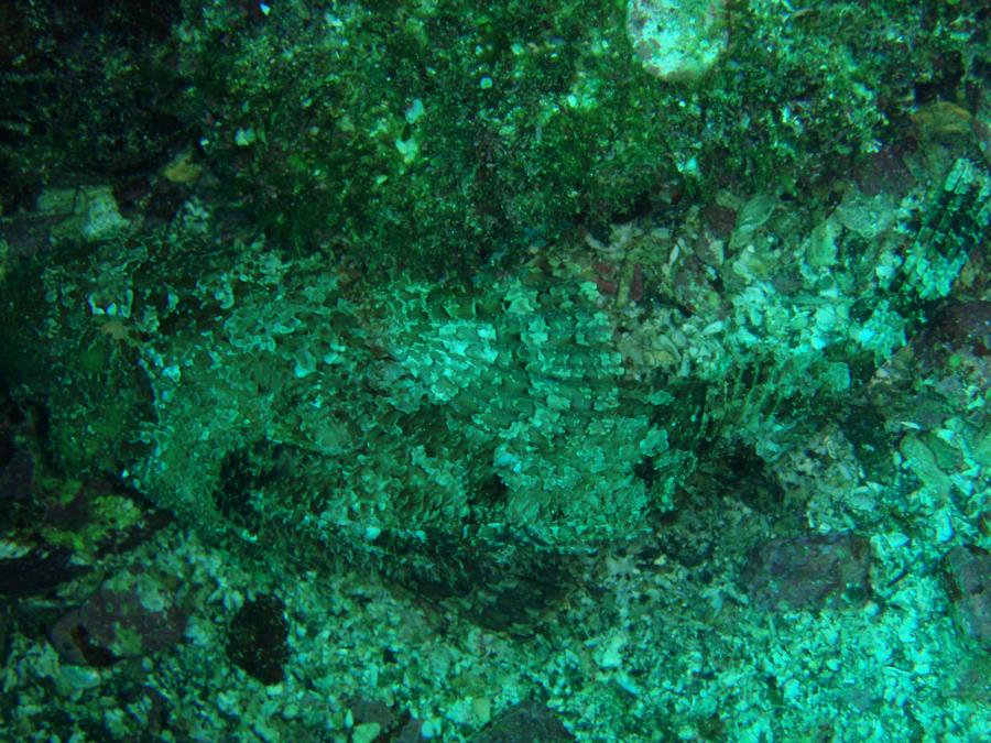 Scorpion Fish ...can you see it?