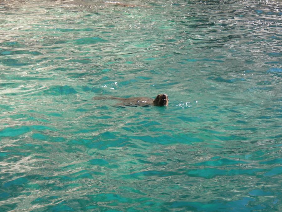 Sealion, Sea of Cortez