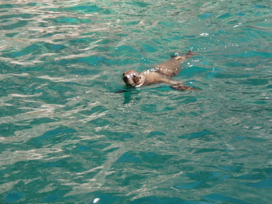 Sealion, Sea of Cortez