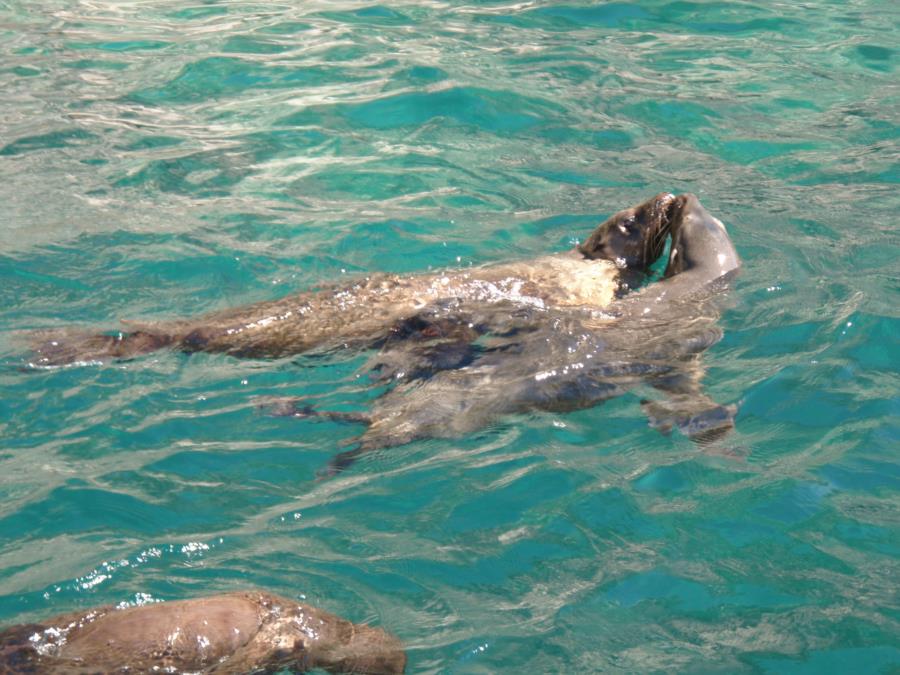 Sealions kissing?