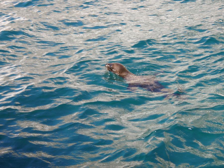 Sealion pup, Sea of Cortez