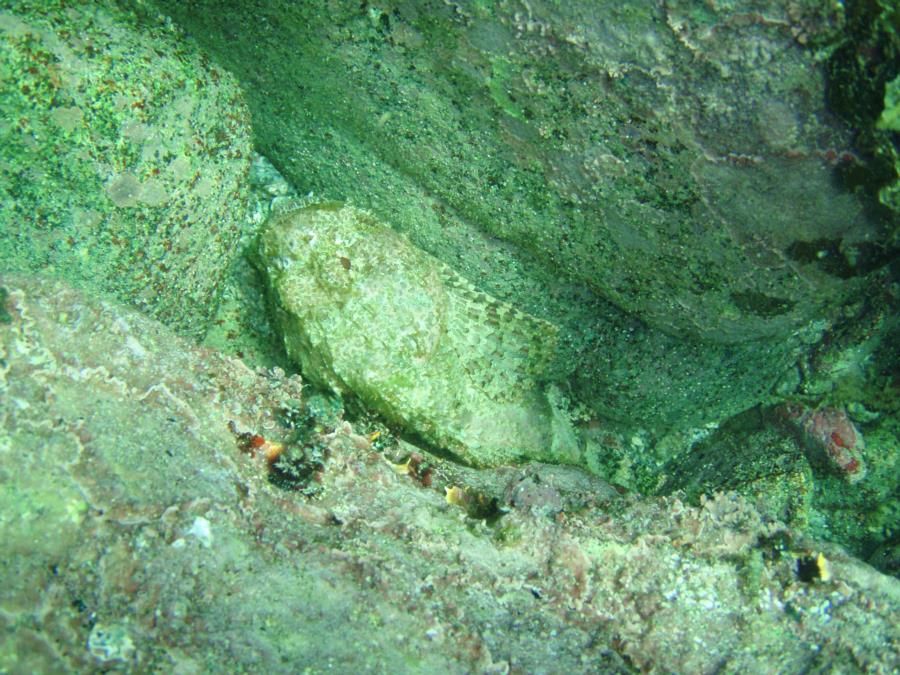 Scorpionfish, Sea of Cortez