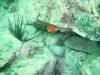 Christamas Tree Worm and Sea Urchin, Sea of Cortez