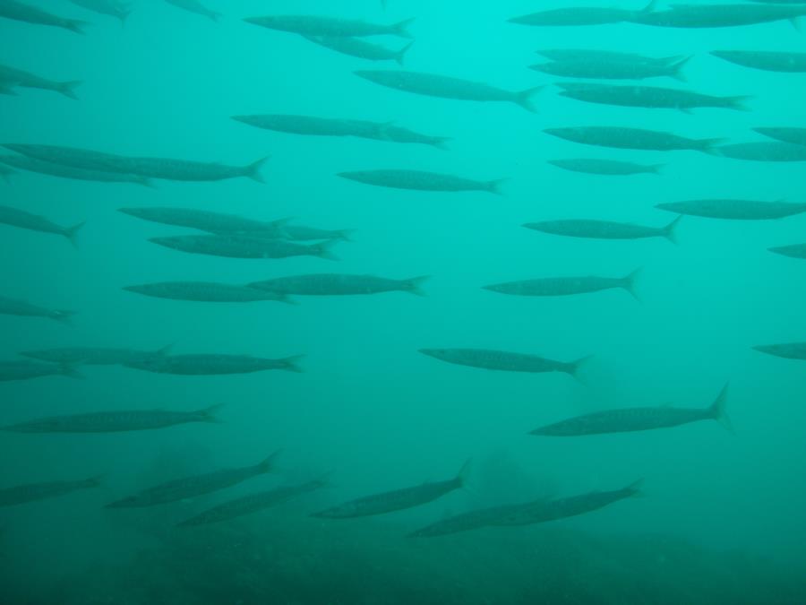Mexican Barracuda, Sea of Cortez