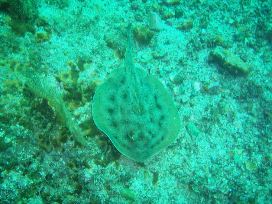 Bullseye Stingray, Sea of Cortez