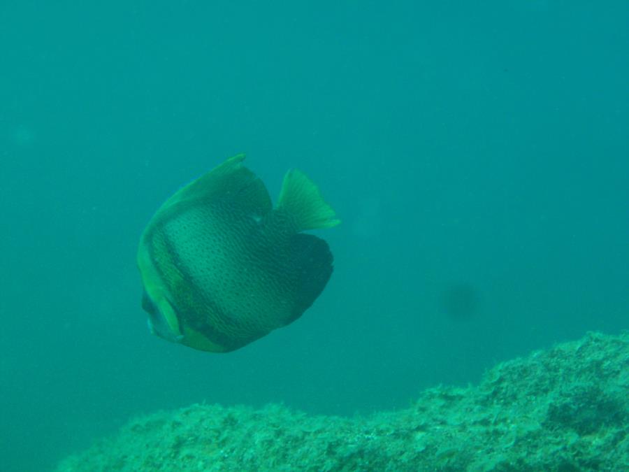 Cortez Angelfish, Sea of Cortez