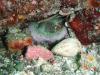 Octopus hiding, Sea of Cortez