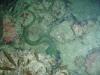 Green Moray Eel, Sea of Cortez