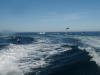 Spinner Dolphins showing off, Sea of Cortez