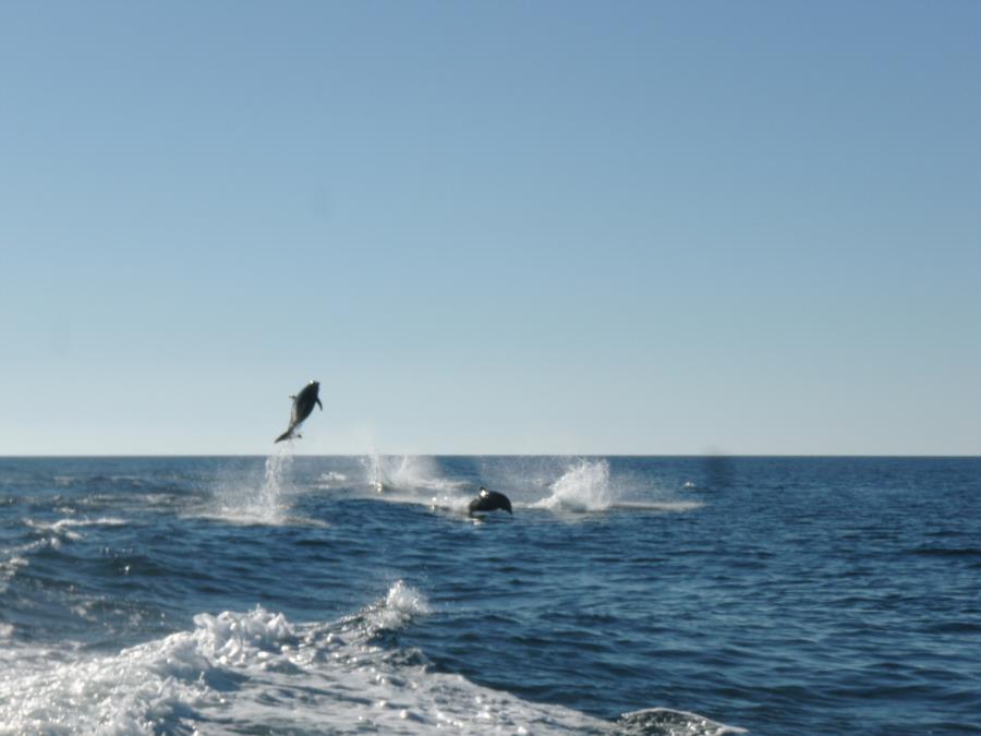 Big Air for this Dolphin!