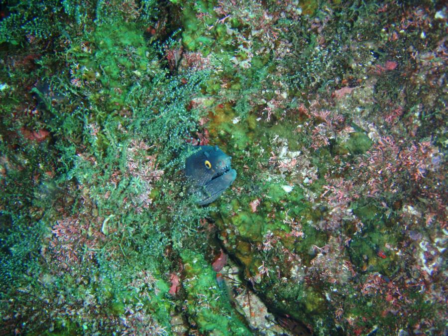 Spotted Eel peeking out, Sea of Cortez