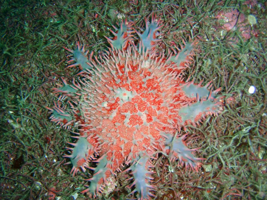 Sea Star, San Carlos Mexico