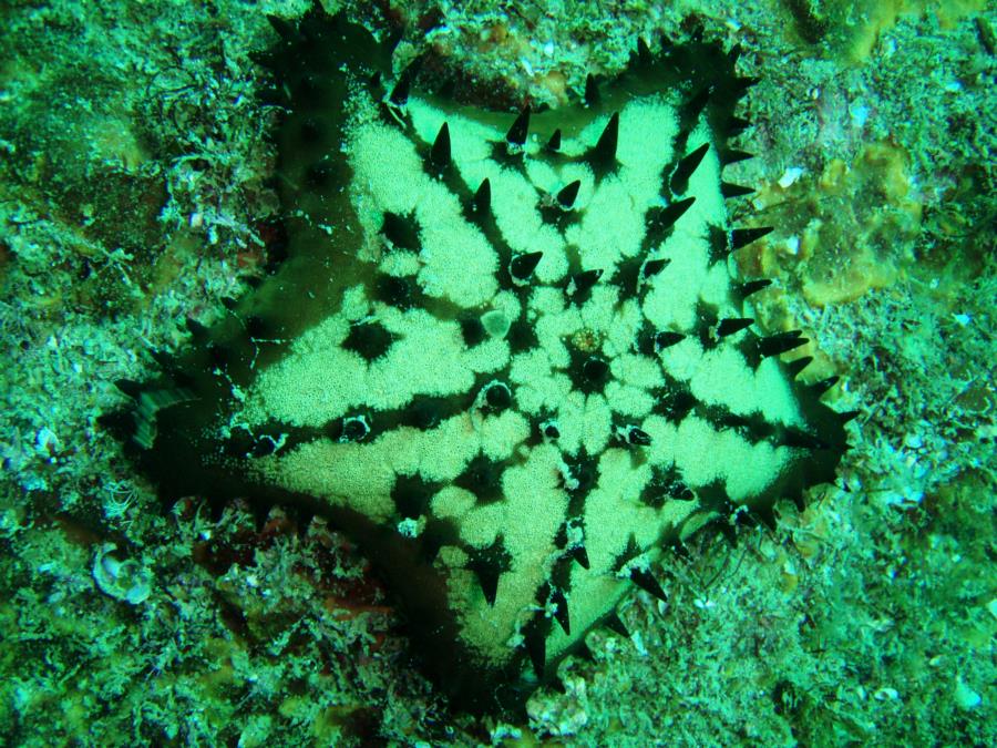 Sea Star, San Carlos Mexico