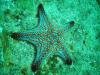 Sea Star, San Carlos Mexico