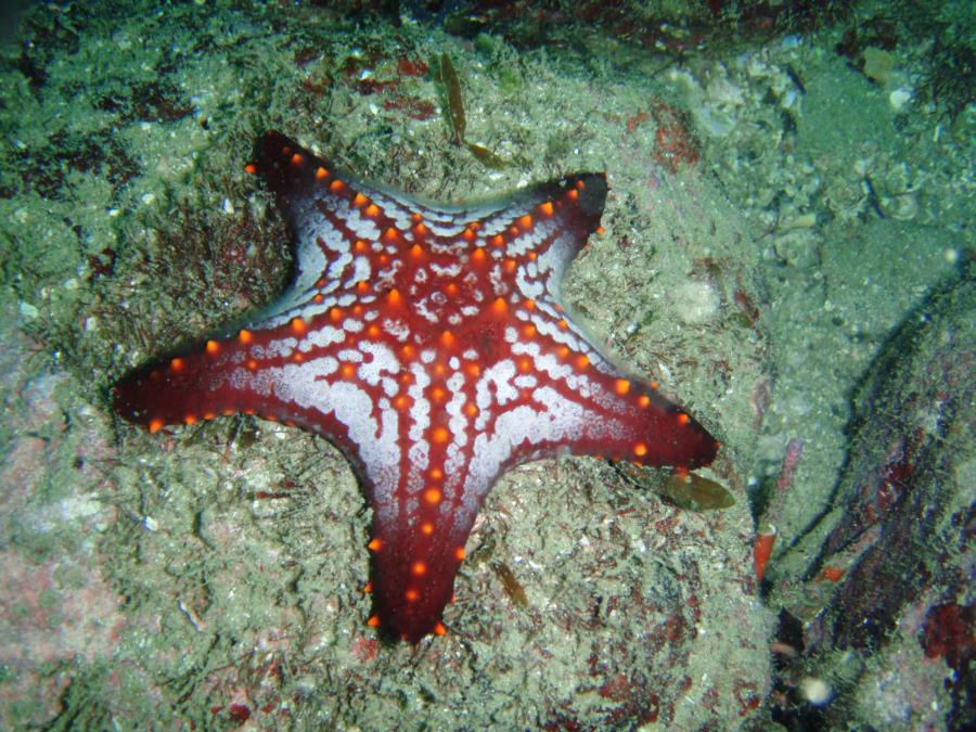 Sea Star, San Carlos Mexico