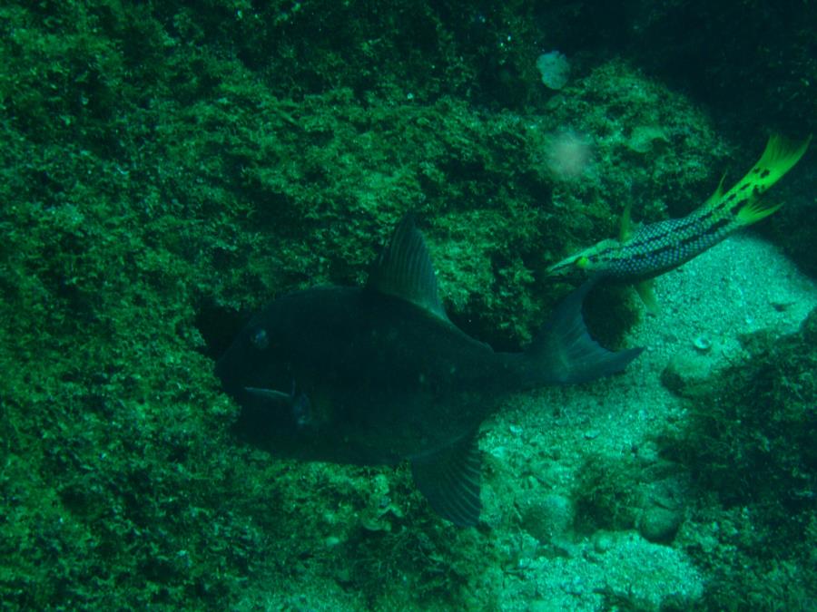 Triggerfish & Hogfish, Sea of Cortez