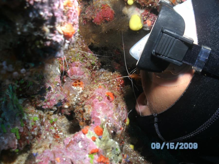 Shrimp cleaning a divers teeth in Fiji