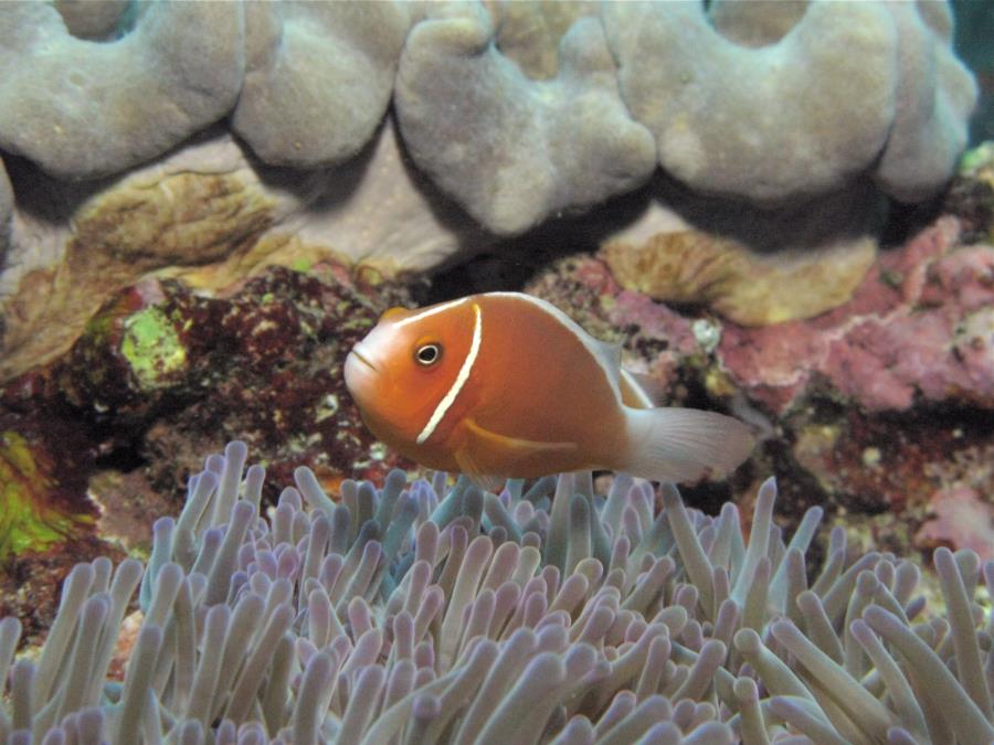 Clown Fish on an anemone