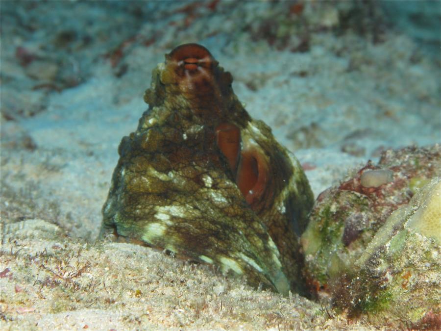 Octopus taking a peek at the divers