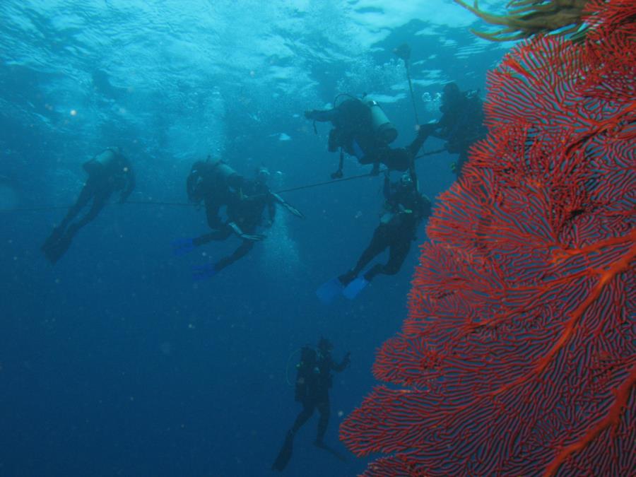 Safety Stop in Fiji