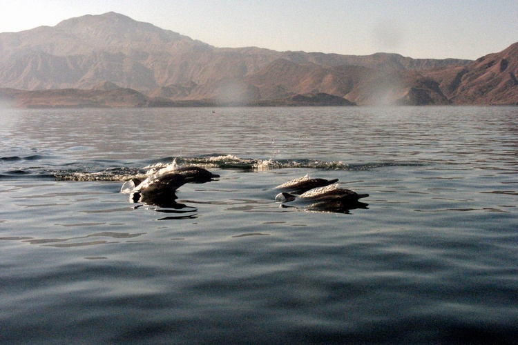 Dolpins in Baja