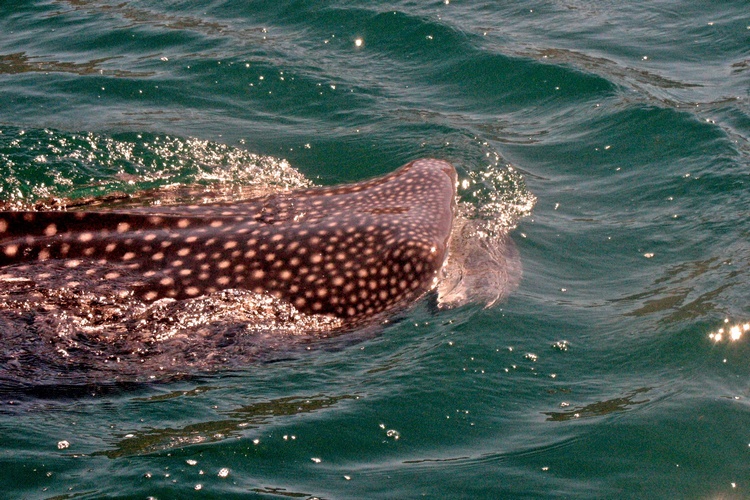 Whale Shark