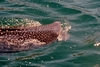 Whale Shark