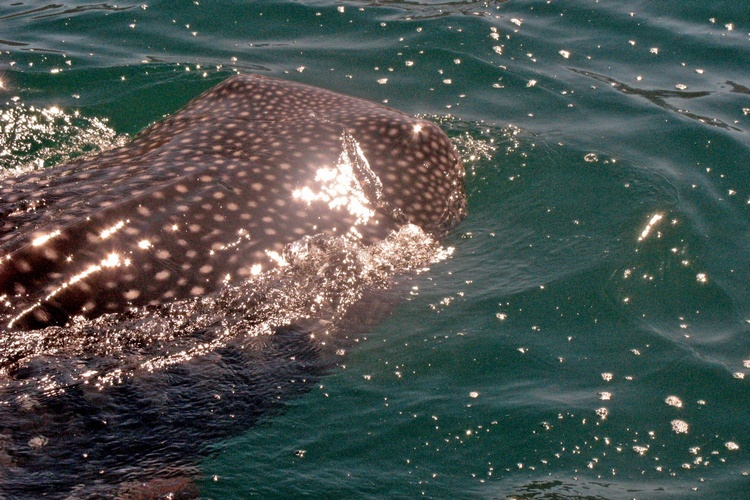 Whale Sharks