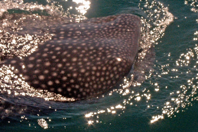 Whale Shark of Baja