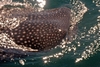 Whale Shark of Baja