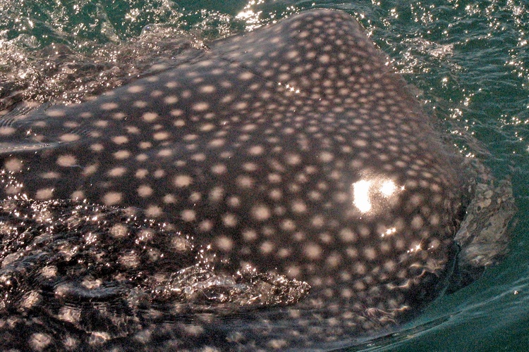 Whale Shark of Baja