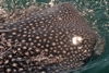 Whale Shark of Baja