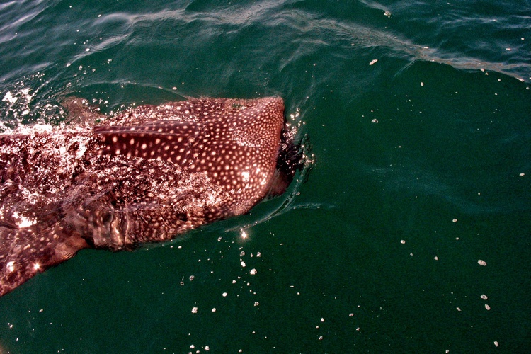 Whale Shark of Baja