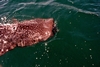 Whale Shark of Baja