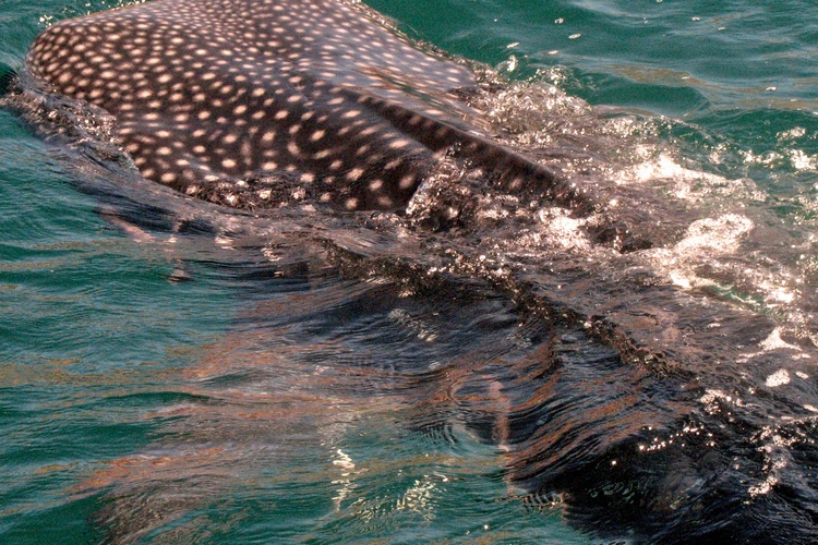 Whale Shark of Baja