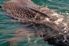 Whale Shark of Baja