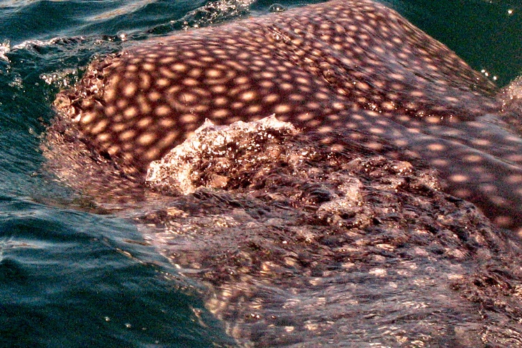 Whale Shark of Baja