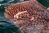 Whale Shark of Baja