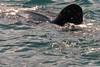 Whale Shark of Baja