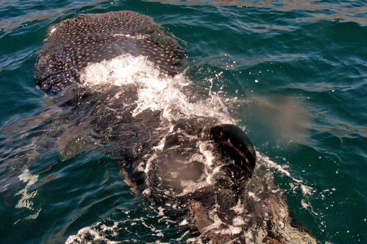 Whale Shark of Baja