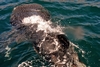 Whale Shark of Baja