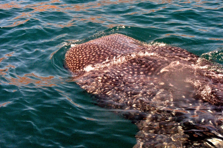 Whale Shark of Baja