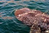 Whale Shark of Baja