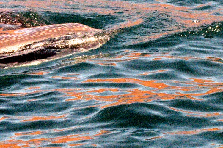 Whale Shark of Baja